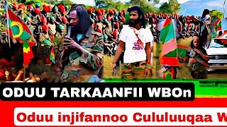 Oduu Hatattamaa WBO injifannoo Cululuuqaa galmeesse jira 3 November 2024 AniAnale1ls [upl. by Irol]