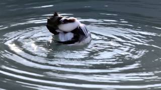 Longtailed Duck [upl. by Nomar435]