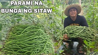 Dagsa na Bunga ng Sitaw Dumarami na ang Pitas ng SitawPangalawang harvest [upl. by Enirroc]