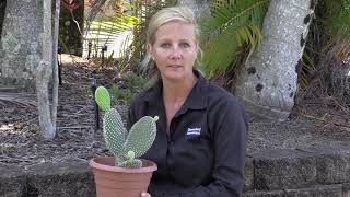 Bunny ears cactus  Opuntia microdasys [upl. by Tonjes]