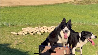 Two insanely talented border collie sheepdogs herding sheep [upl. by Anelec]