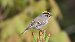 Goldencrowned Kinglet by Garth McElroy [upl. by Okajima]