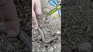 Earth worm under the ground baby educational ❤ [upl. by Etiragram812]