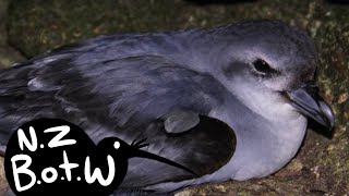 Fulmar prion  New Zealand Bird of the Week [upl. by Nol]