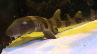 Brownbanded Bamboo Sharks feeding [upl. by Yelloh367]