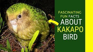 kakapo facts for kids Amazing Facts about Kakapo bird [upl. by Herates384]