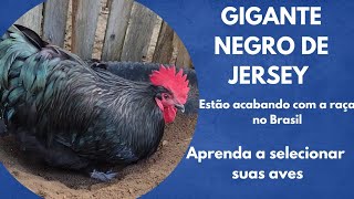 Como selecionar galinhas Gigante Negro de Jersey aprenda a escolher suas aves [upl. by Greenquist]