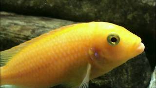 9 Favorited Amazing Mbuna Cichlids [upl. by Agatha]