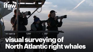 Researching North Atlantic right whales through visual surveying [upl. by Noby817]