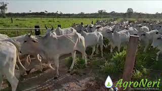 IRRIGAÇÃO DE PASTAGEM  AGRONERI [upl. by Bahr]