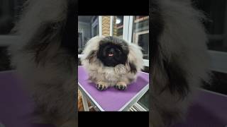 Мирабэль pekingese реtdogdogshow pets puppy funny pomerinian funfunnyshorts [upl. by Lilllie]