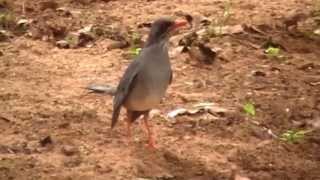 Birds Puerto Rico [upl. by Ahsitan]