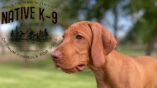 Vizsla Puppy Training  Week 1 [upl. by Asseneg]