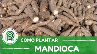 Tudo o que você precisa saber para plantar e faturar com a mandioca [upl. by Melquist]