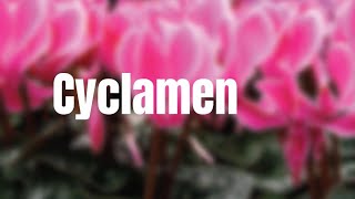 Cyclamen Quick Care Tips [upl. by Lynea885]