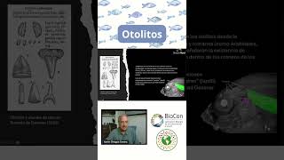 ¿Qué son los otolitos shorts cambioclimático peces cambioclimático morfología [upl. by Nirik]