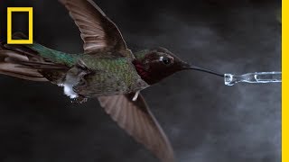 See Hummingbirds Fly Shake Drink in Amazing Slow Motion  National Geographic [upl. by Gesner]