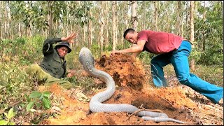 Suffocation chase a group of ferocious king cobras that attack the hunter in the bush [upl. by Henrietta572]