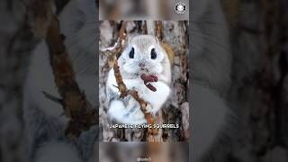 Japanese Flying Squirrels 🐿️ Adorable Aerial Acrobats [upl. by Doowle]