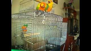 jenday conure saying kimmie kiss and making kiss sound [upl. by Rosenkrantz]