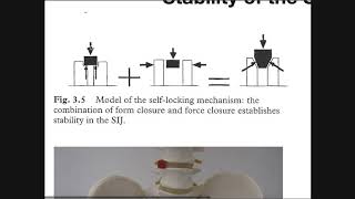 The Sacroiliac Joint Part 2  Factors Affecting Stabilization [upl. by Ayekal330]