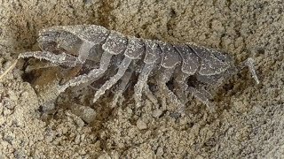 Antlion captures isopoda Ameisenlöwe erbeutet Assel [upl. by Odyssey]