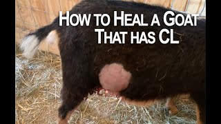 How to heal a goat that has CL [upl. by Gildus]