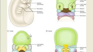 Embryogenesis of respiratory system 1 [upl. by Azirb]