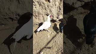 Aseel farm  Mianwal aseel murga  rooster farm shorts youtubeshorts viralvideo aseelfarming [upl. by Gwenore]