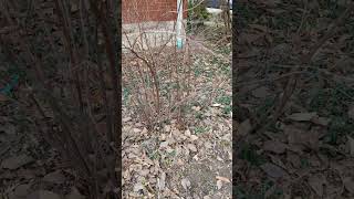 Tips On Pruning Our Native Spirea [upl. by Yleak]