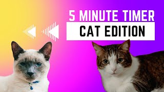 5 Minute Timer  CUTE CATS [upl. by Ailegnave]