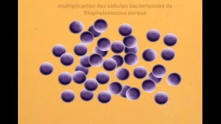 Staphylococcus Aureus Virulence Factors  facteurs de virulence  part 1 [upl. by Okram]