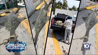 Dead Sawfish pulled from waters off Islamorada as mysterious deaths seemingly move north [upl. by Cheshire569]