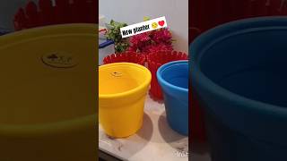 New Plantar ♥️ Balcony garden  new buying daily vlog7 viralshort saritarawatgunsola [upl. by Sev]