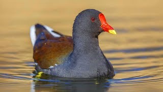 Moorhen Bird Real Hunt Sound Call [upl. by Hnilym]