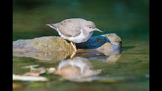 Spotted Sandpiper Bobbing Bath [upl. by Keheley424]