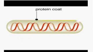 Phage display method [upl. by Auston]