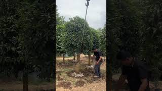 Osmanthus Fragrans Tree Transplanting Process [upl. by Einapets251]