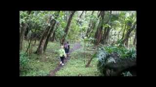 Halawa Valley Hike to Moaula Waterfall Molokai Hawaii [upl. by Fulvia]