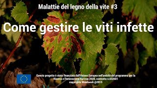 Le malattie del legno della vite 3  Gestire le viti infette [upl. by Reece]