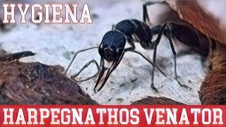 🐜 Harpegnathos venator  Higiena [upl. by Anidal]