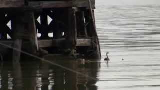 Baby Geese Jumping off 15ft Pier [upl. by Konstance]