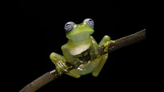 Costa Rican Wildlife is insane [upl. by Tezil429]