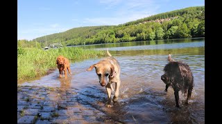 Die Reportage Urlaub mit Hund in Brang´s Hundeparadies Eifel [upl. by Haiacim]