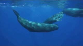 The Sounds of the Sperm Whale [upl. by Noreg]