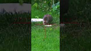 Rat control in the garden Sharpeyematthews pest control [upl. by Chapa]