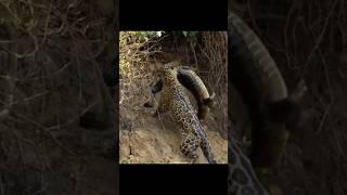 Jaguar And Cayman Deadly Encounter 🐆🐊 shorts [upl. by Etteloc99]