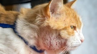 Removing A Large Botfly Maggot From Cats Neck Part 78 [upl. by Fitton]