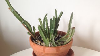 Stapelia 3 Month Update and Springtail Invasion [upl. by Anead827]