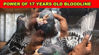 STRONG OLD BLOODLINE RACING PIGEON  17 YEARS OLD BLOODLINE [upl. by Shippee937]